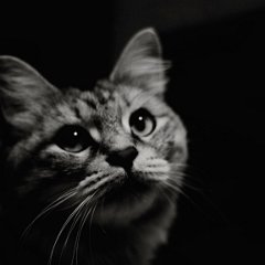 Porträt  Processed with VSCOcam with 2 preset