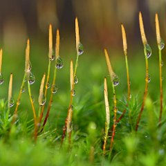 Wassertropfen  Wassertropfen, Makro
